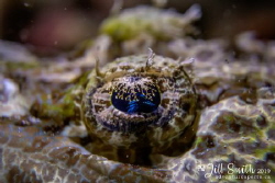 The eye of a flathead crocodilefish. I felt, rather than ... by Jill Smith 
